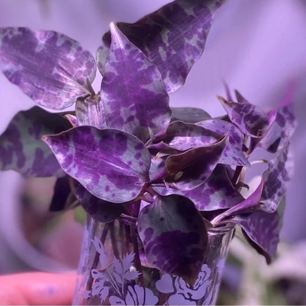 (5) Rare tradescantia tinantia Pringlei (aka Mexican Speck) cuttings - Picture 6 of 6